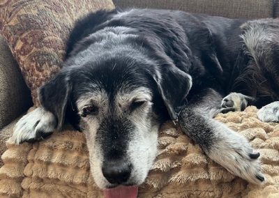 dog