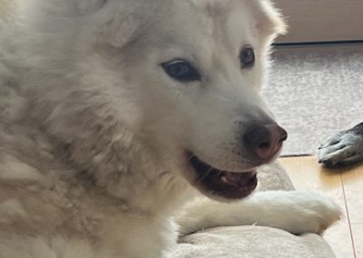 dog