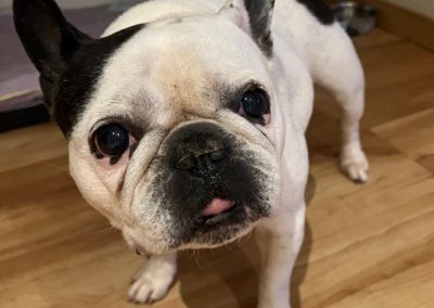 dog