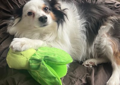 dog