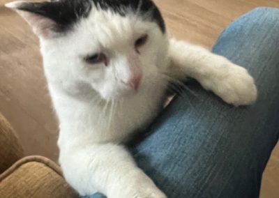cat