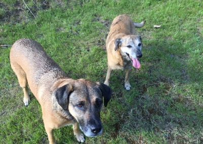 dogs