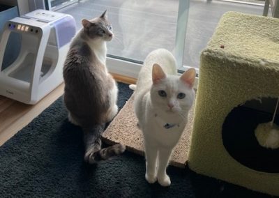 cats Killua and Goose